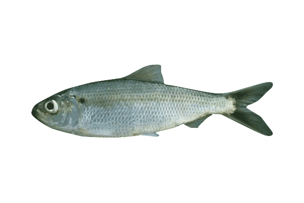Fish ID  Wisconsin Sea Grant