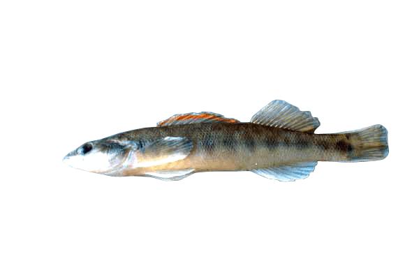 Wisconsin Fish Species Chart