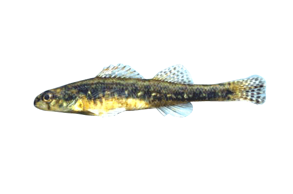 Fish ID  Wisconsin Sea Grant