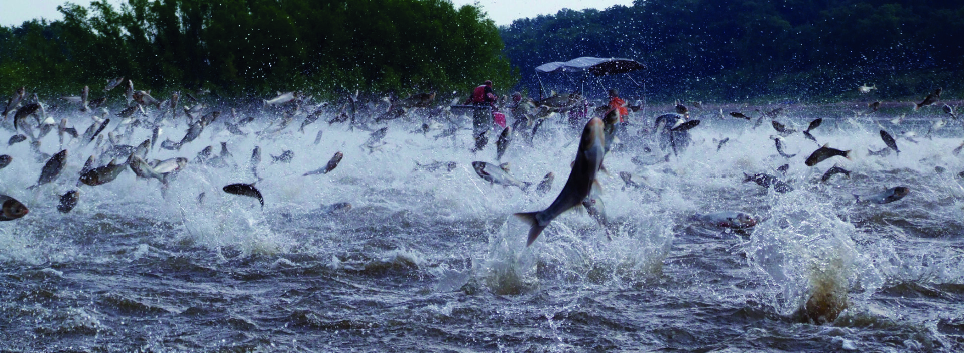 Silver carp  Wisconsin Sea Grant