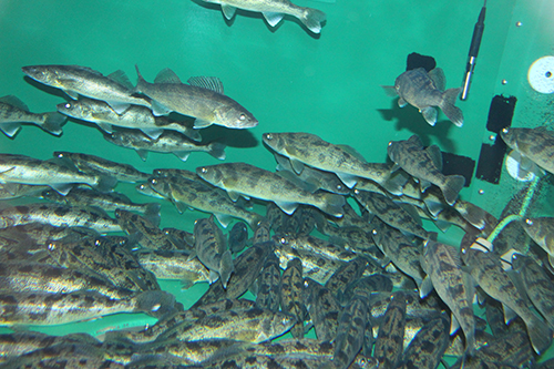 New study aims to make it viable fish for recirculating aquaculture | Wisconsin Sea Grant