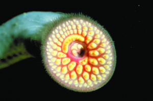 That Time I Organized a Sea Lamprey Taste Test | Wisconsin Sea Grant