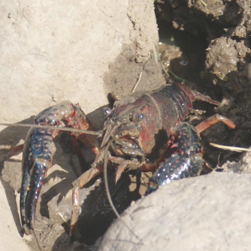 Red swamp crayfish