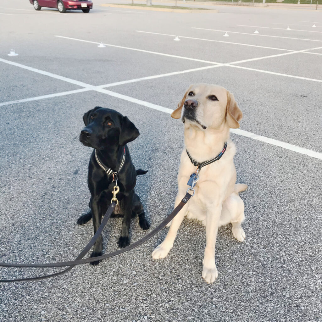 pair of conservation dogs