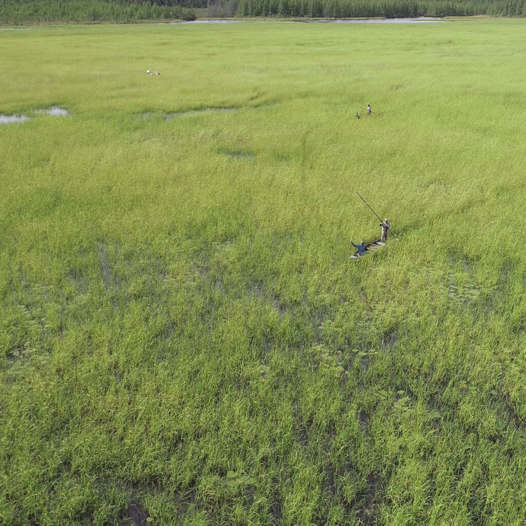 harvesting wild rice in canoes