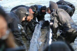 Several people wearing diving wetsuits standing in knee-deep water holding an object