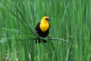 bird on grasses 