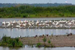 Numerous birds on small island