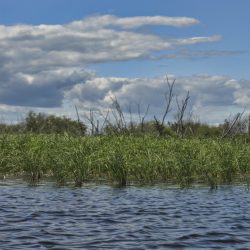 clouds, water and aquatic plants