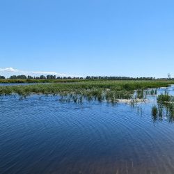 Wild rice grows in a coastal wetland