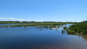 Wild rice grows in a coastal wetland