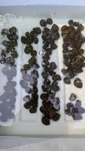 Dozens of snails in a plastic tub. 