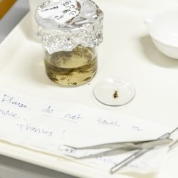 Jar with water and bugs sitting on a tray with tweezers