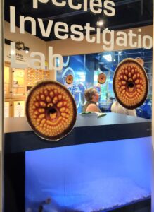 Stickers depicting the yellow, disc-shaped and toothed mouths of sea lamprey