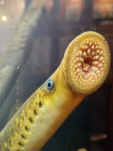 A sea lamprey suctions on to the walls of a glass tank. Its mouth is disc-shaped with circular rows of teeth.