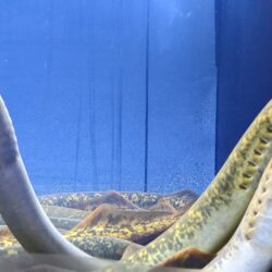 Three sea lamprey suction on to the side of a glass tank at the Wisconsin Maritime Museum