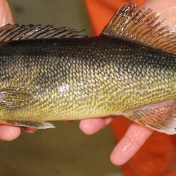 A person holds up a market-size walleye produced at NADF.