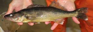 A person holds up a market-size walleye produced at NADF.