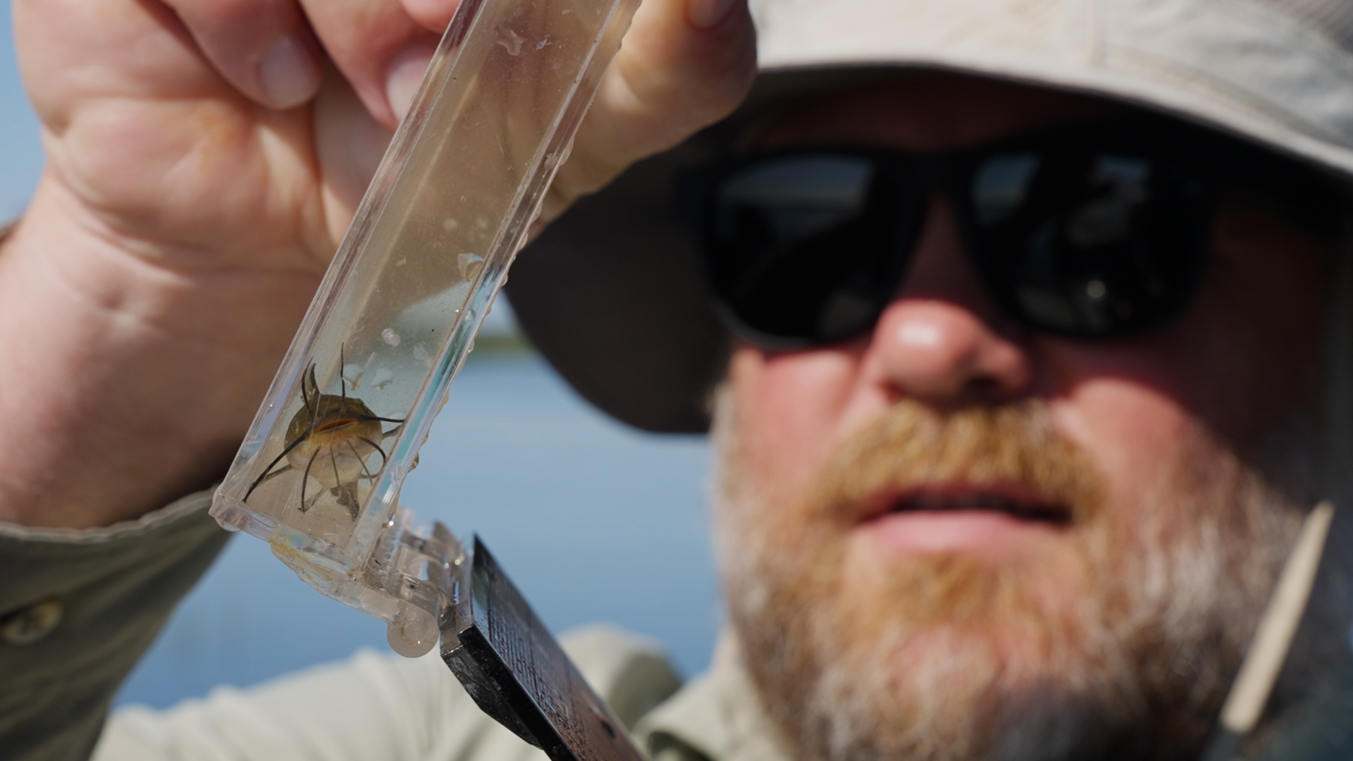 Fisheries Specialist Titus Seilheimer holds up a tiny brown bullhead in a container.