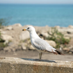 A seagull