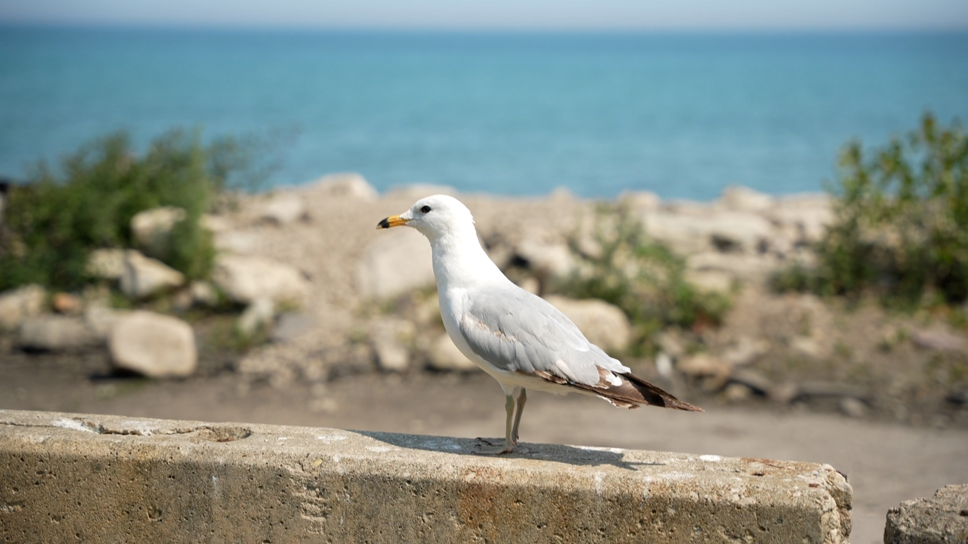 A seagull 