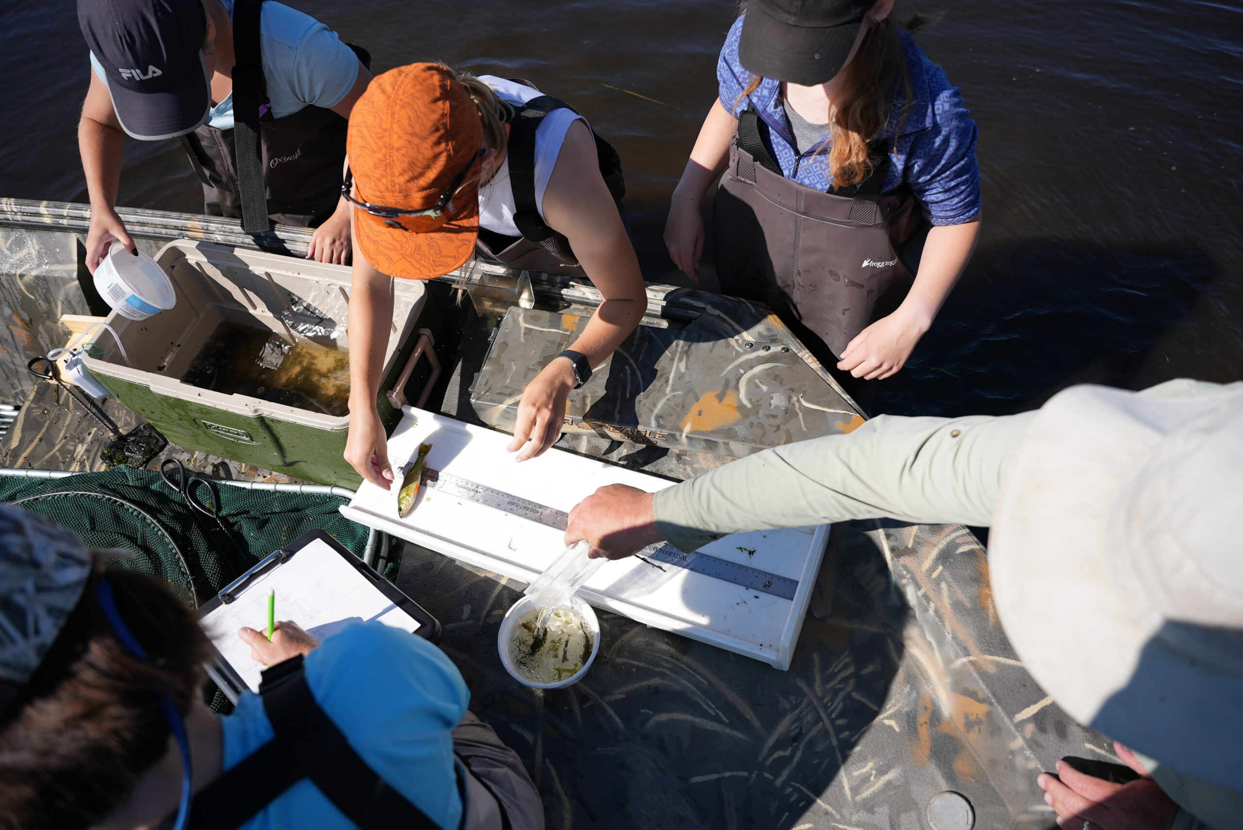 The team measures fish caught during their survey