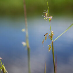 Close-up of wild rice, a think green and brown plant