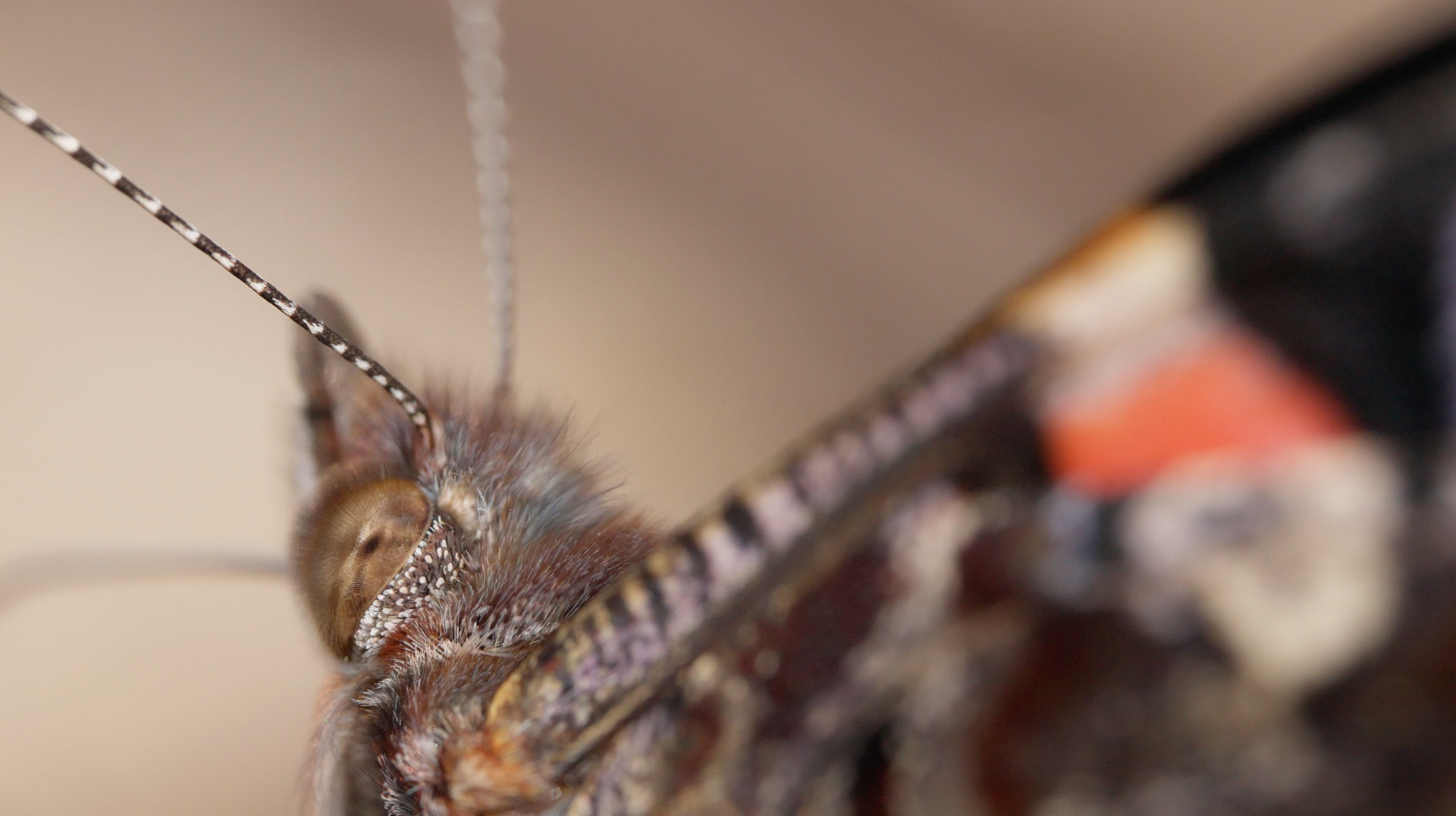 A close up shot of butterfly that shows all the little hairs on its body. Photo credit: Jeremy Van Mill