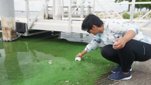 person sampling water filled with harmful algal blooms 
