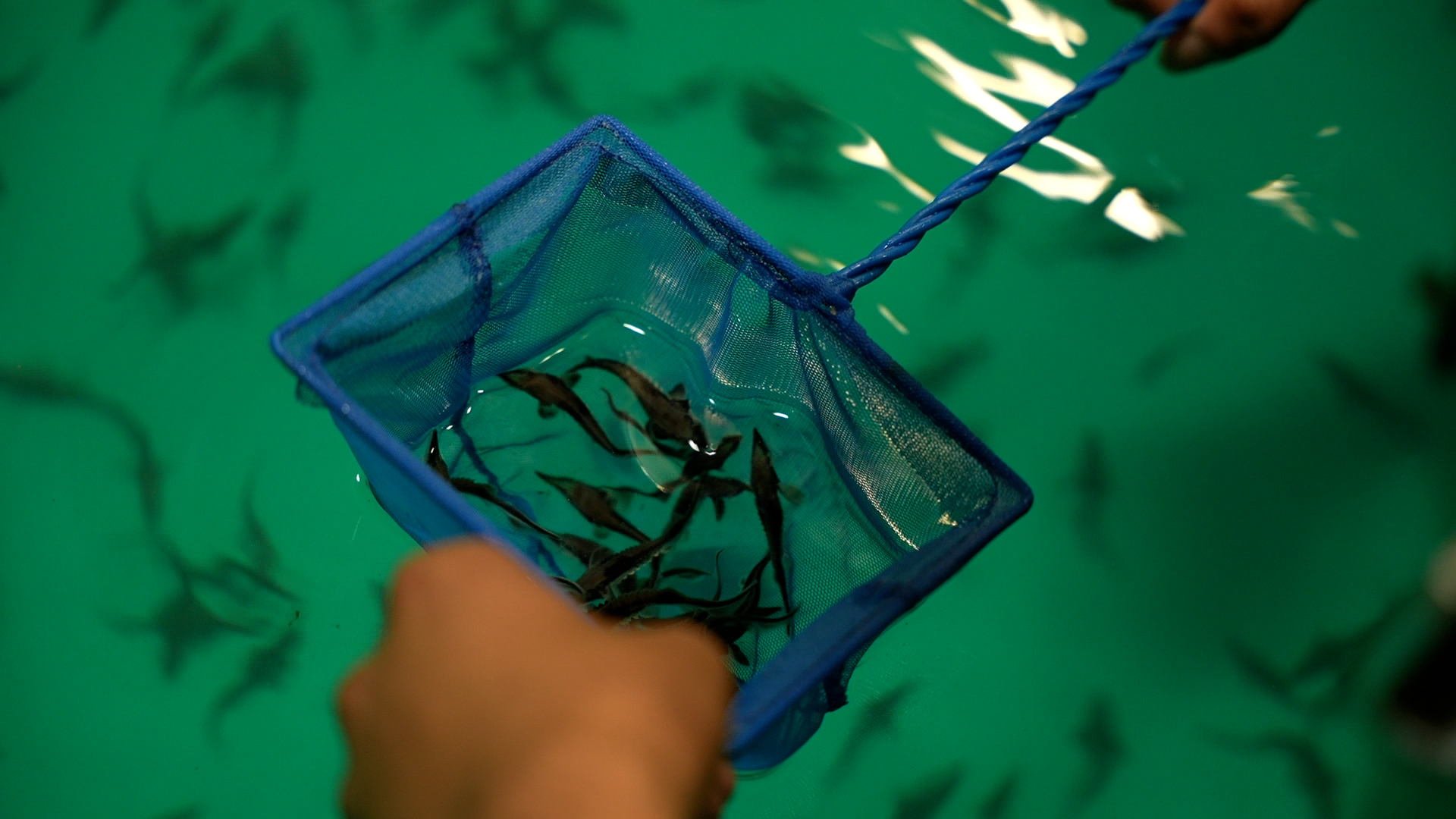 A small blue net holds a handful of pinky-sized lake sturgeon, which Deng researches in her lab.