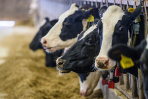 Close-up of four black and white cows.