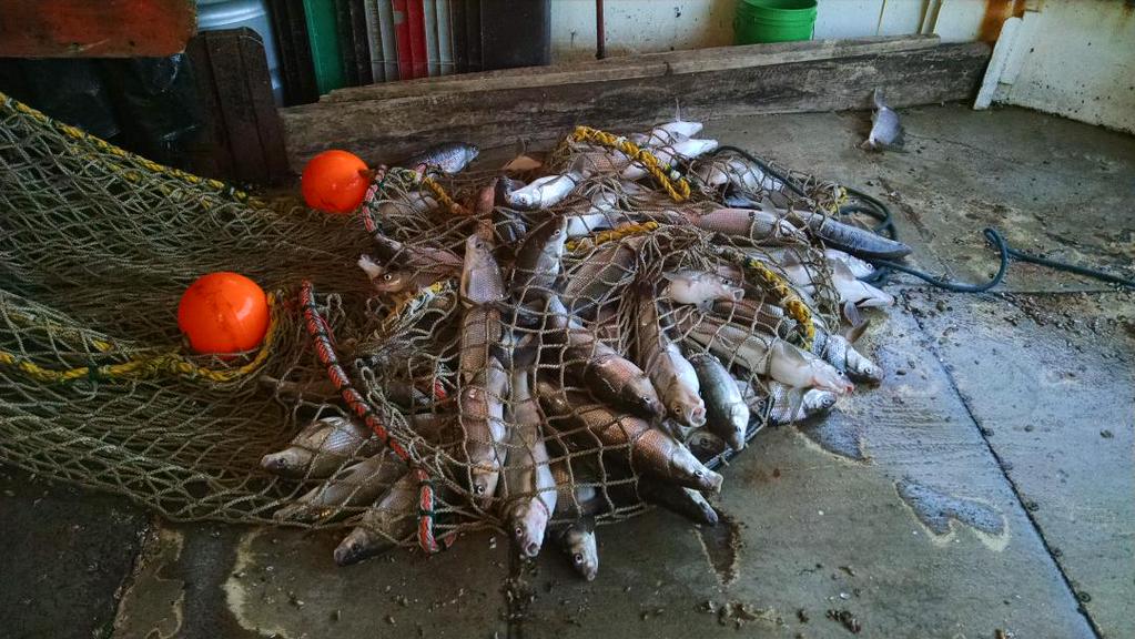A harvest of lake whitefish in a net.