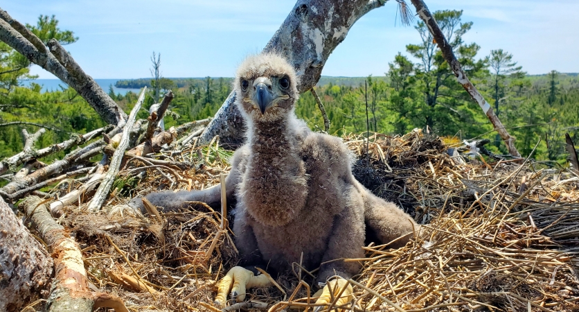 Eaglet in a nest with Lake Superior visible on the horizon