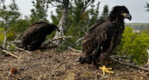 Two immature eagles in a nest.