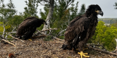 Two immature eagles in a nest.