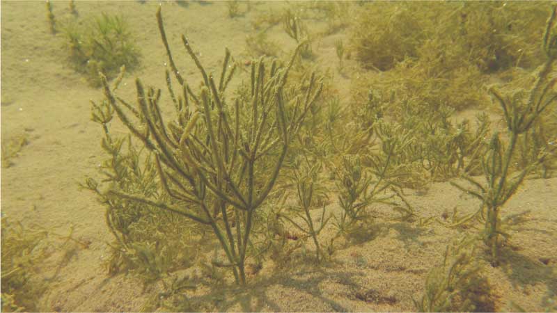 Underwater image of starry stonewort