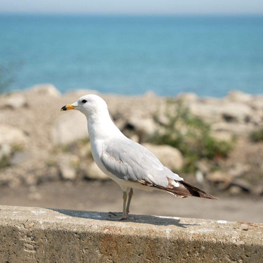 A seagull stands on a concrete ledge near Bradford Beach in Milwaukee