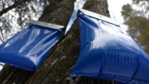 Two sap collecting bags hanging on a tree.