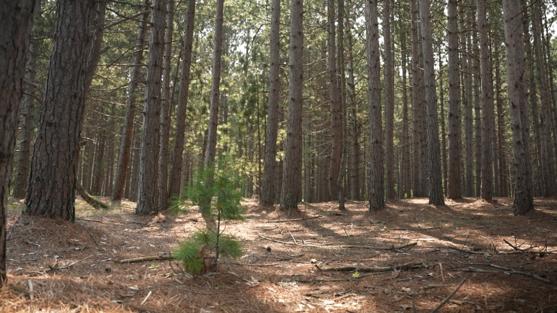 A pine forest on Wisconsin Point.