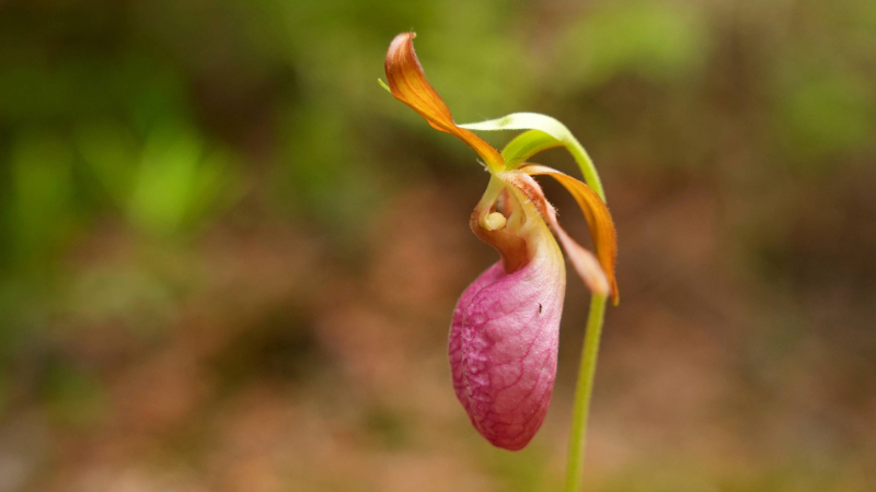 Blooming pink lady's slipper.