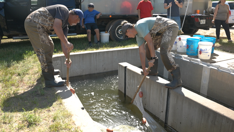 Two fish farmers in camo pants use nets to catch fish in a concrete channel, with onlookers, a truck, and buckets nearby.