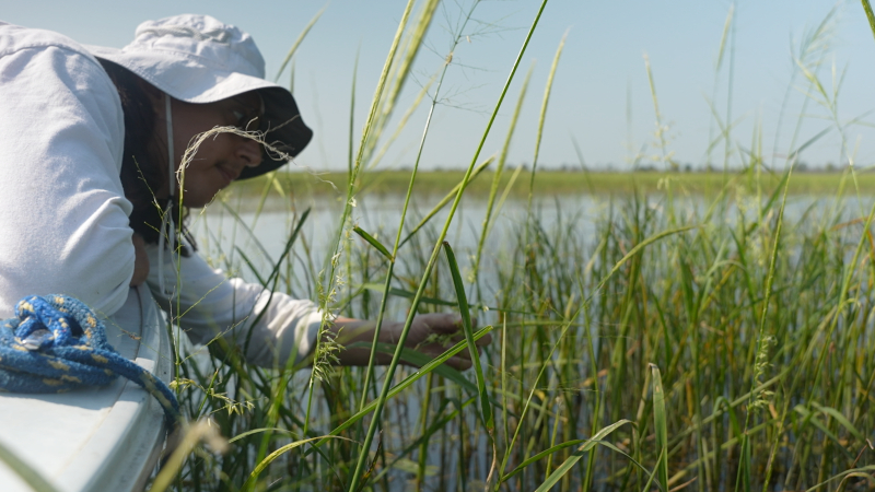 Alex Mixtli leans out of a boat to check on the wild rice in the water.