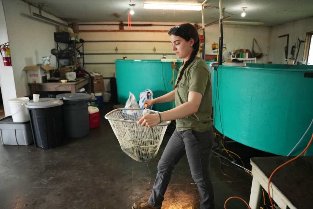 Aquaculture intern walks with a net of yellow perch 