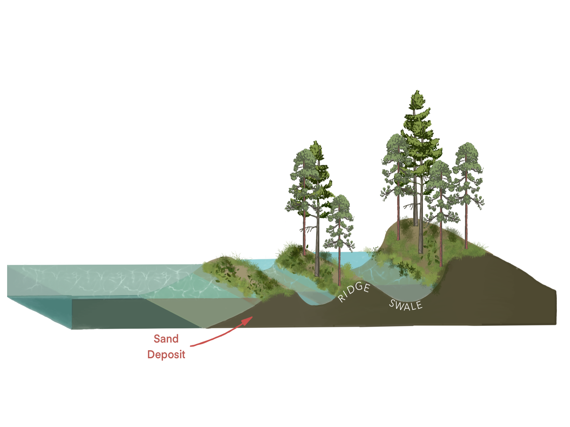 Ridge and swale cross section | Wisconsin Sea Grant