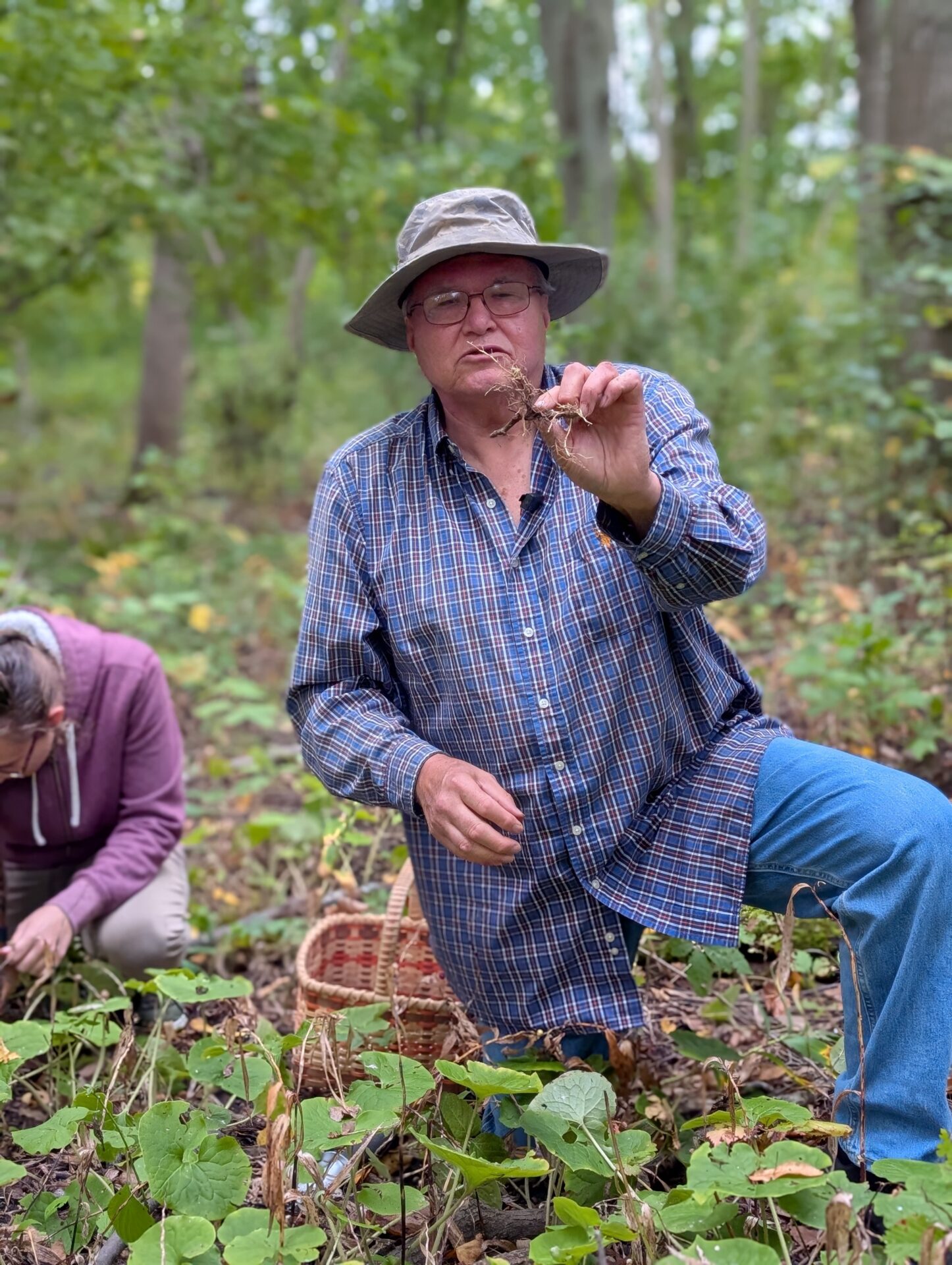 Kneeling on the ground, a man in a blue shirt holds up the root of a wild ginger plant