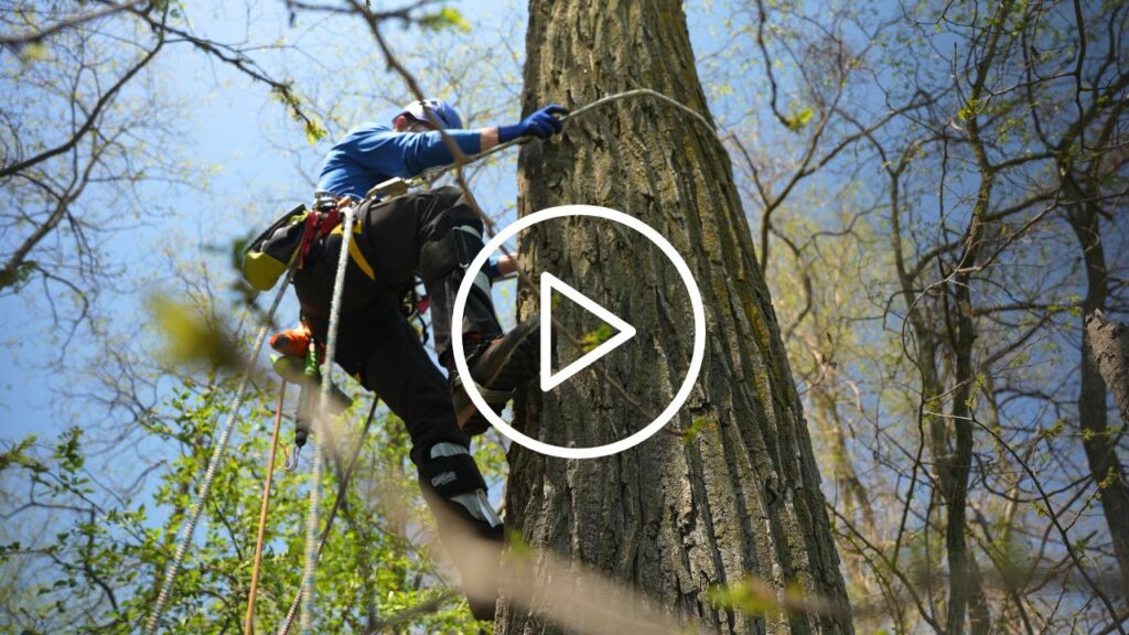 A professional tree climber begins to climb a tree.