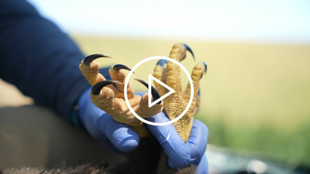 Close-up of an eaglet's talons.