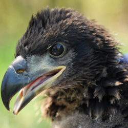 Large image of a juvenile bald eagle facing the viewer showing just the bird's head and face.
