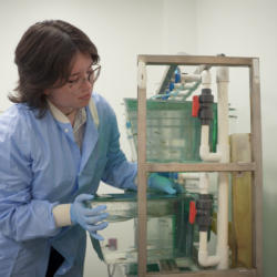 A student in a blue lab coat puts a tank of zebra fish back on a shelf