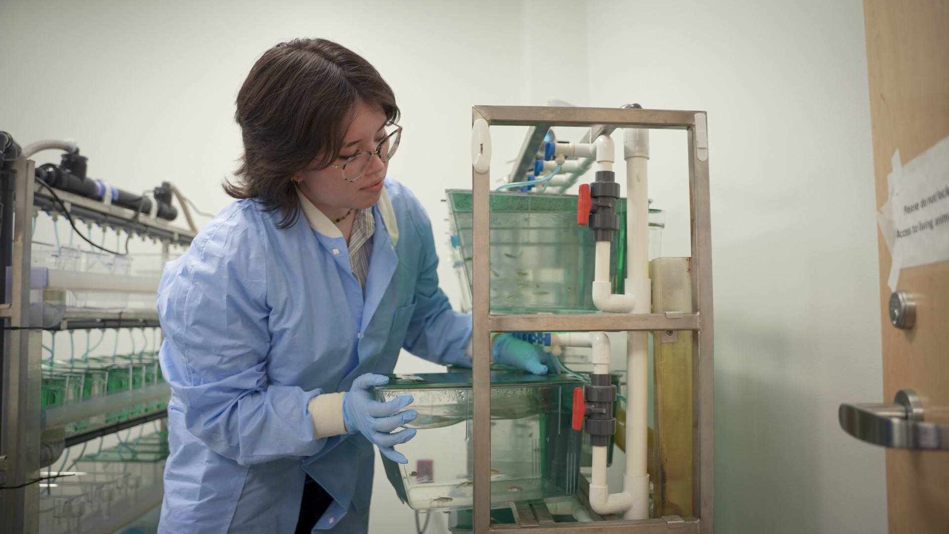 A student in a blue lab coat puts a tank of zebra fish back on a shelf